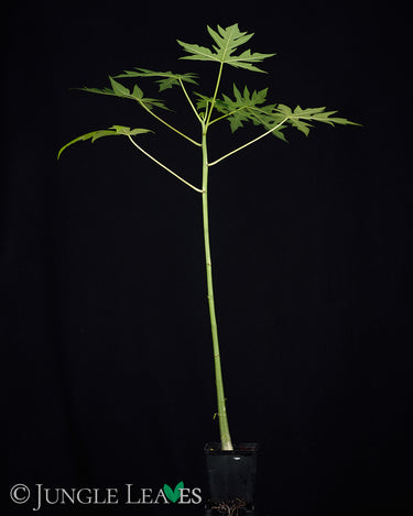 Carica papaya (Papaya)