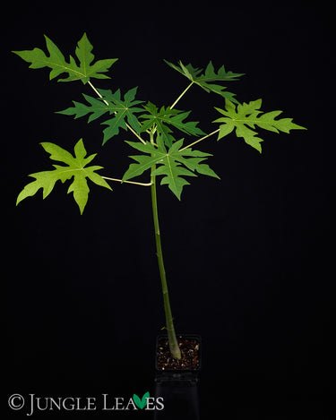 Carica papaya (Papaya)