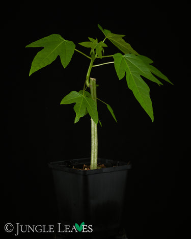Carica papaya 'Pusa Nanha' - 'Pusa Dwarf'