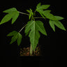 Carica papaya 'Pusa Nanha' - 'Pusa Dwarf'
