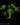 Carica papaya 'Pusa Nanha' - 'Pusa Dwarf'