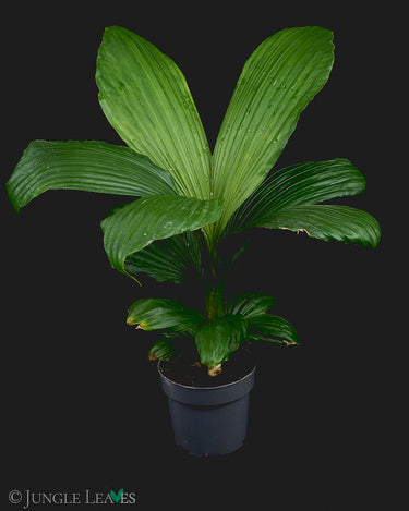Carludovica palmata - Panamahut-Palme