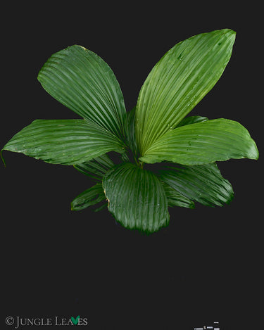 Carludovica palmata - Panamahut-Palme