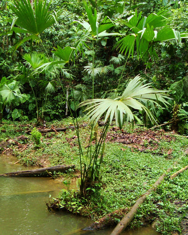 Carludovica palmata - Panamahut-Palme