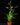 Catopsis morreniana