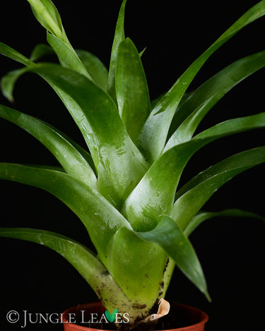 Catopsis morreniana