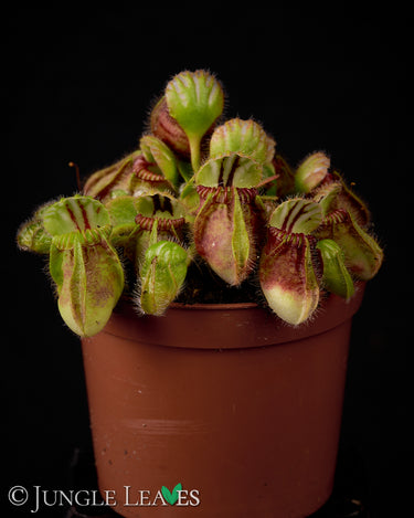 Cephalotus follicularis