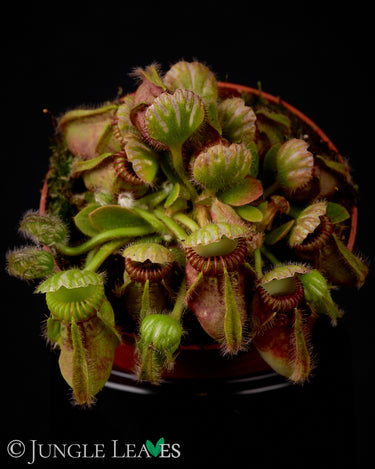 Cephalotus follicularis
