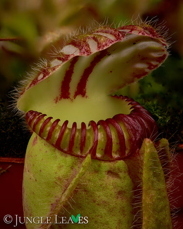 Cephalotus follicularis