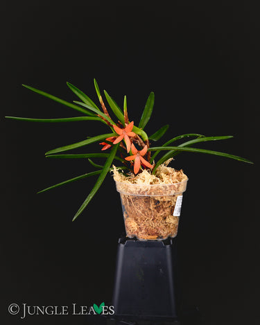 Ceratostylis retisquama