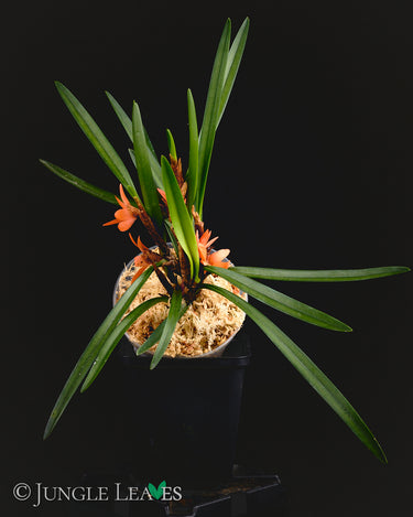 Ceratostylis retisquama