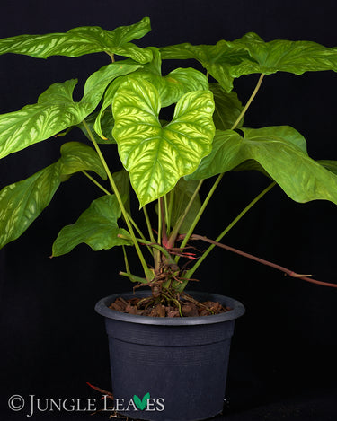 Cercestis mirabilis