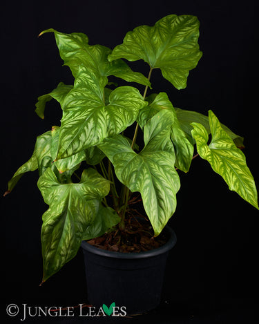 Cercestis mirabilis
