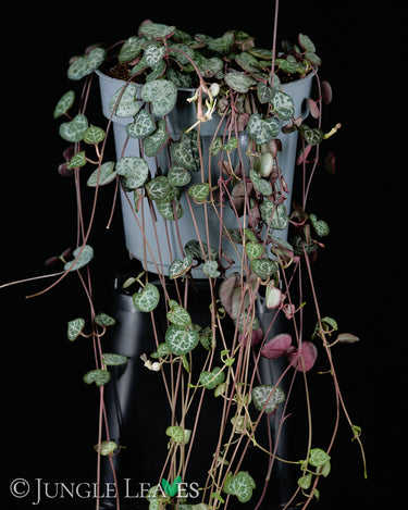 Ceropegia woodii (Leuchterblume)