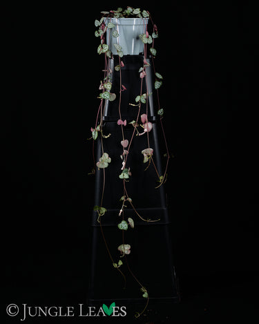 Ceropegia woodii (Leuchterblume)