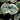 Ceropegia woodii 'Variegata'