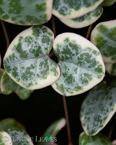 Ceropegia woodii 'Variegata'