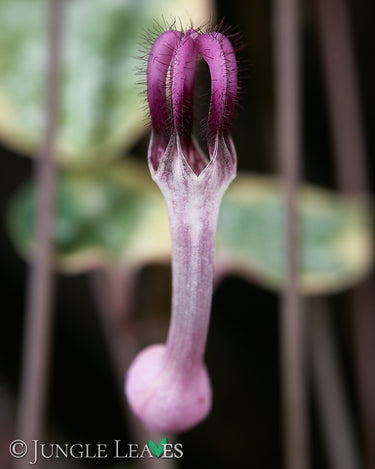 Ceropegia woodii 'Variegata' Blüte