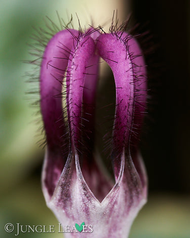 Ceropegia woodii 'Variegata' Blüte