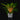Chlorophytum orchidastrum