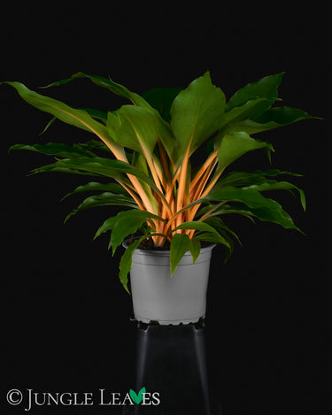 Chlorophytum orchidastrum