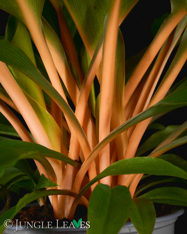 Chlorophytum orchidastrum