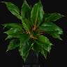 Chlorophytum orchidastrum