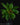 Chlorophytum orchidastrum