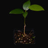 Cinnamomum verum