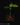 Cinnamomum verum