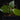 Cinnamomum verum