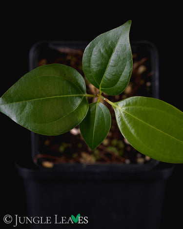 Cinnamomum verum