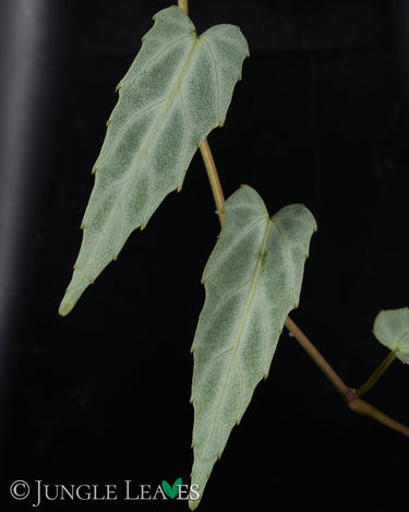 Cissus amazonica