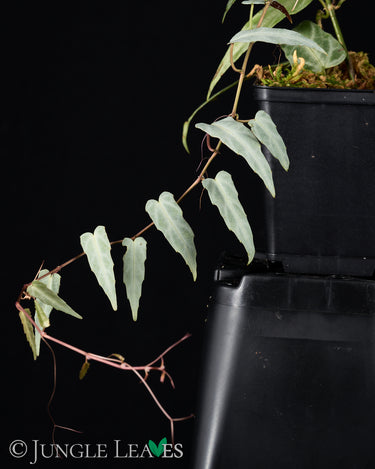 Cissus amazonica