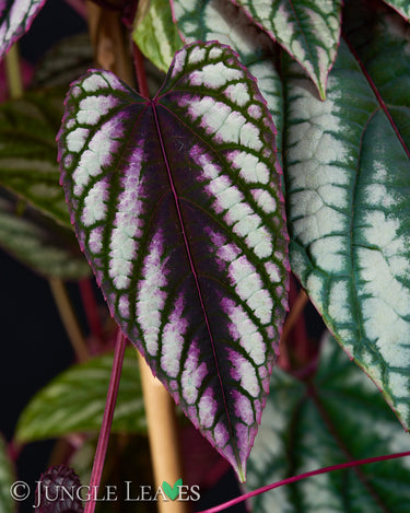 Cissus discolor
