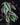 Cissus discolor