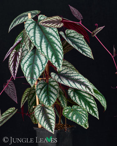 Cissus discolor
