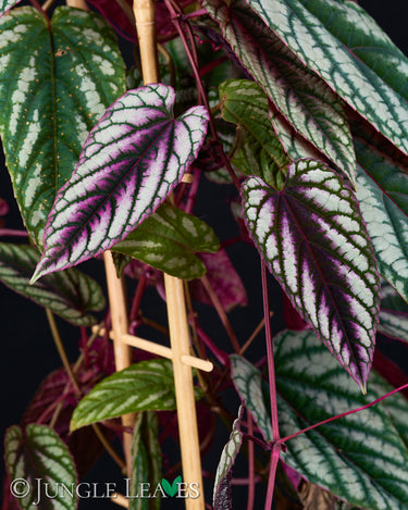Cissus discolor