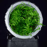 Climacium japonicum in Vitro