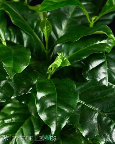 Coffea arabica (Kaffeepflanze)