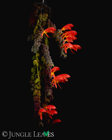 Columnea gloriosa