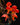 Columnea gloriosa