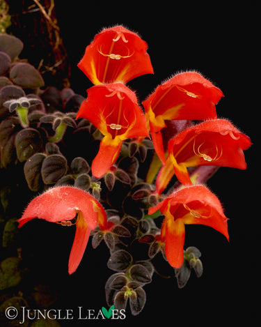 Columnea gloriosa