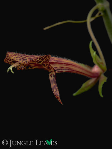 Columnea schiedeana