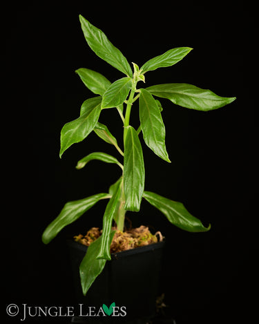 Columnea schiedeana