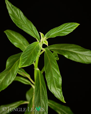 Columnea schiedeana