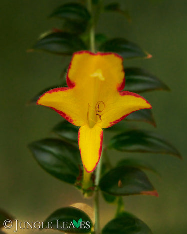 Columnea x banksii 'Carnival'
