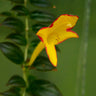 Columnea x banksii 'Carnival'
