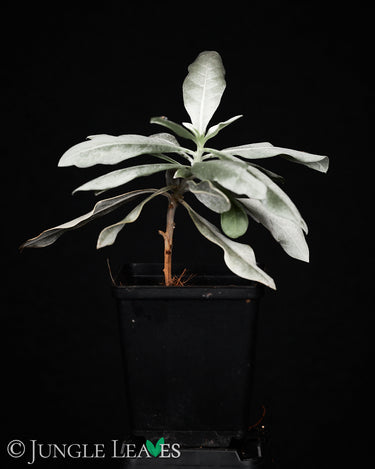 Conocarpus erectus var. sericeus