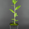 Conocarpus erectus